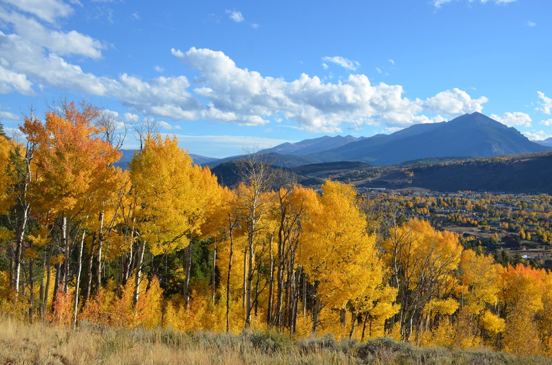 Aspens glowing with Ten Mile Range in the background.