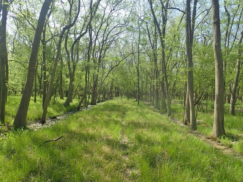 Bauer Trail running north-south, west of Turkey Creek, between Malsbury and Miles.