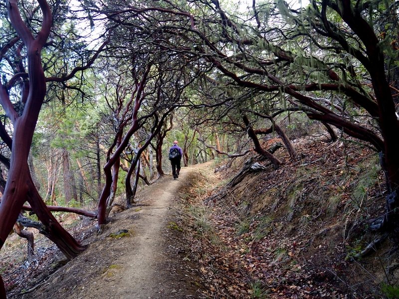 Under a canopy of manzanita along the Layton Ditch Trail.