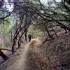 Under a canopy of manzanita along the Layton Ditch Trail.