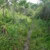 Wise-Fox trail through the brush north of Clay Road. The further north you go, the more it becomes open woodland.