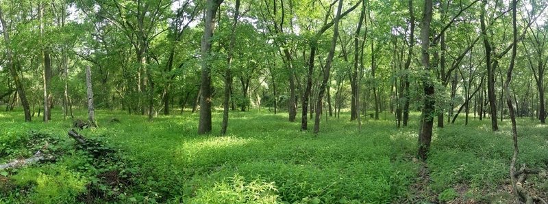 The brush and thorns are thick along the southern end of the trail where sunlight penetrates overhead. But if you push off to the side, it opens up into nice woodlands.