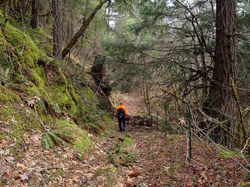 Near the east end of the Witcome Trail.