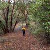 Through a madrone forest along the Witcome Trail.