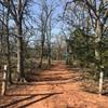 Oak forest with a red clay trail.