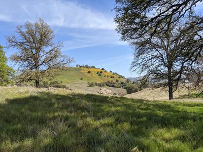 California poppies in bloom on a nearby hillside.