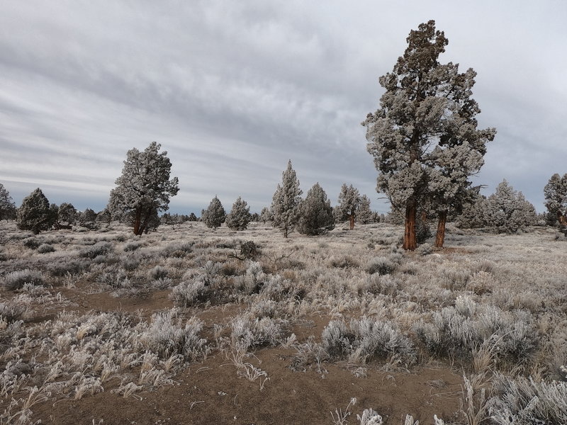 Frost covered junipers along Dry River Trail (12-29-2020)