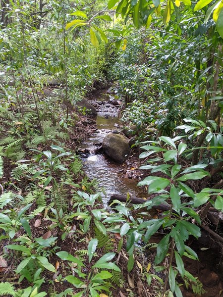 Trickling water on Kaunala Trail; the only sound on our hike.
