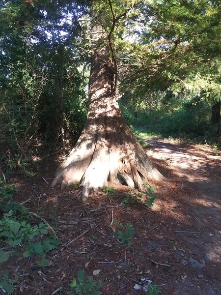 James Bond Tree