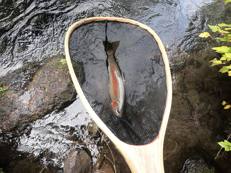 Trout from the Metolius River (9-18-2019)