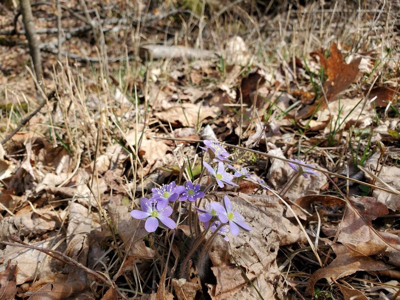 Pretty purple flowers along trail