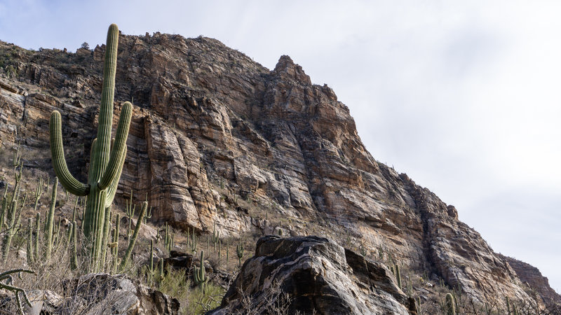 Cacti and cliffs along Bear Canyon