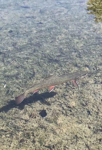 Brook trout in a small lake just below the upper lake by Gale Peak.