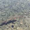 Brook trout in a small lake just below the upper lake by Gale Peak.