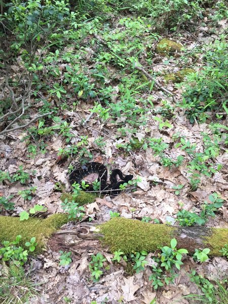 Timber Rattlesnake along AFT