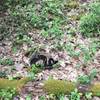 Timber Rattlesnake along AFT