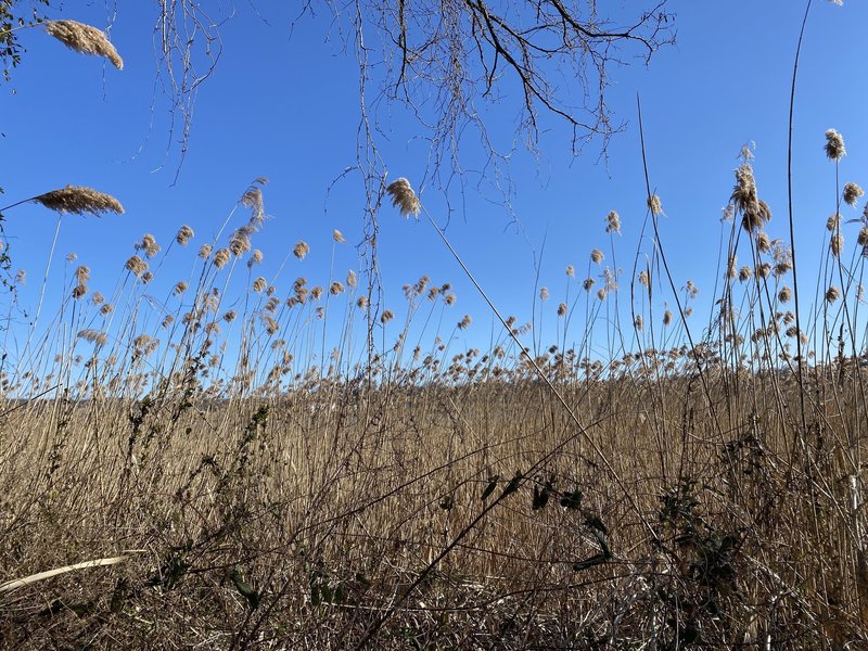 Peaceful Reeds