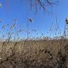 Peaceful Reeds