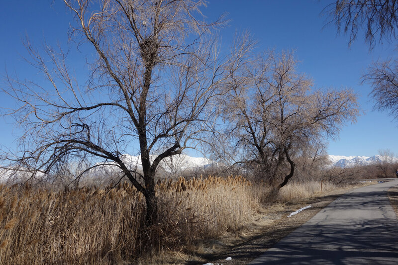 Jordan River trail in winter. Note the two nests, one big and one much smaller directly above it.