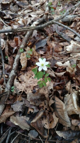 Rue Anemone