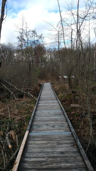 Bog boardwalk