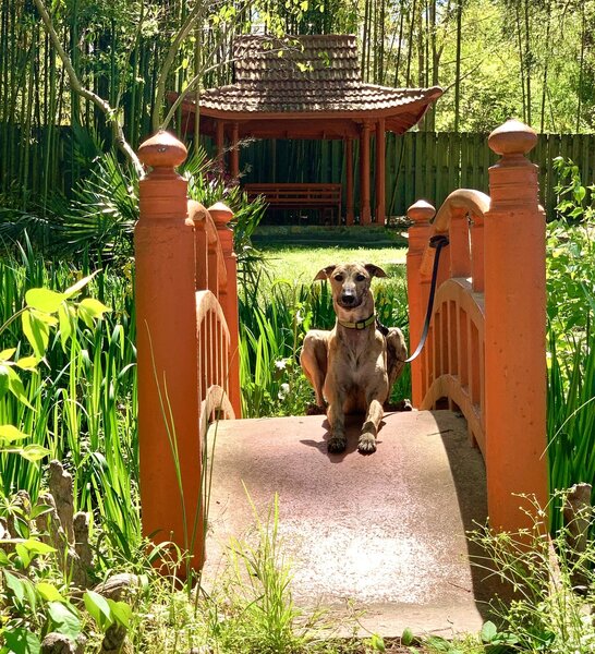 My hiking buddy relaxing on the bridge in the Japanese Garden in Newberry