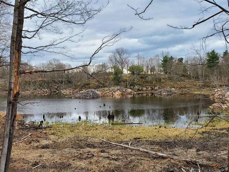 Two beaver lodges in Spectacle Lake.