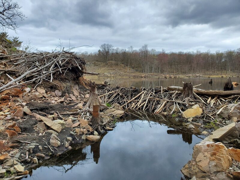 Beaver dam and lodge in Spectacle Lake.