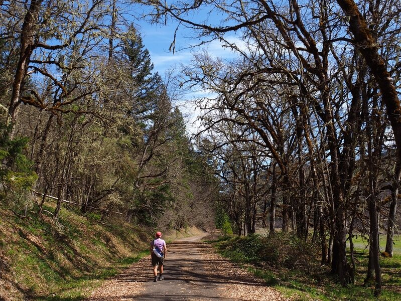 Along the Elk Creek Trail through a gallery of trees.