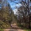 Along the Elk Creek Trail through a gallery of trees.