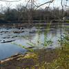 Chattahoochee River along the trail.