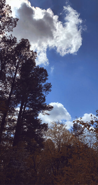 This is a picture of the pine trees from the Golden Pond trailhead entrance of the North-South Trail heading North.