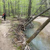 One of our Cadettes looking at a natural spring along the North/South Trail. Girl Scout troop 845 are posting pictures to keep updated pictures of the trail for those interested.