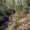 A streamside trail with overgrowth. Spot the hiker in front of me?