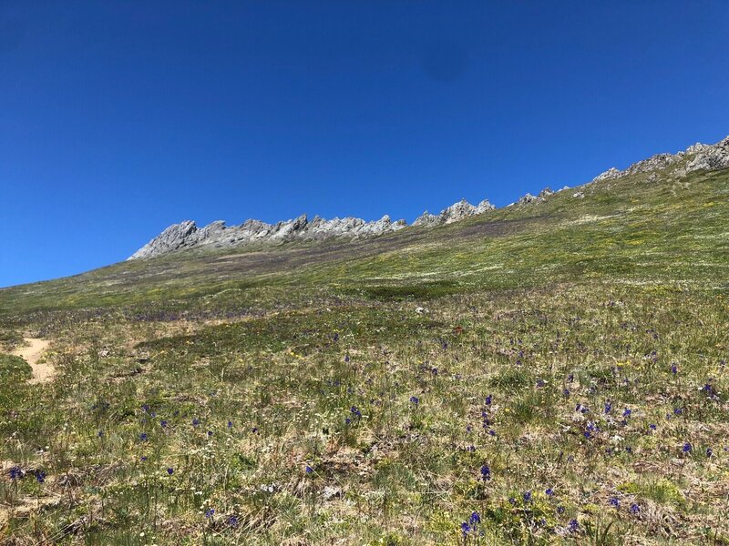 Meadow of Larkspurs