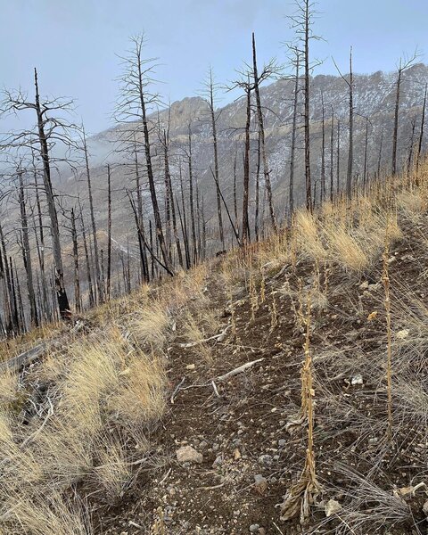 Upper Meriwether Canyon. You can see that trail could benefit from some use, as it can be faint at times.