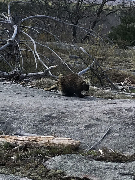 Porcupine on the Canadian Shield