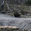 Porcupine on the Canadian Shield