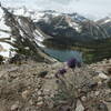 Phacelia sericea (Silky phacelia) in the alpine of Blowdown Pass.