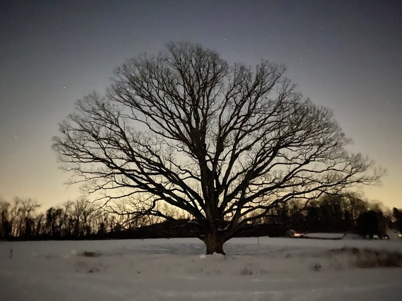 Tree at night.