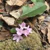 Trailing Arbutus (Mayflower) - The state flower of Massachusetts.