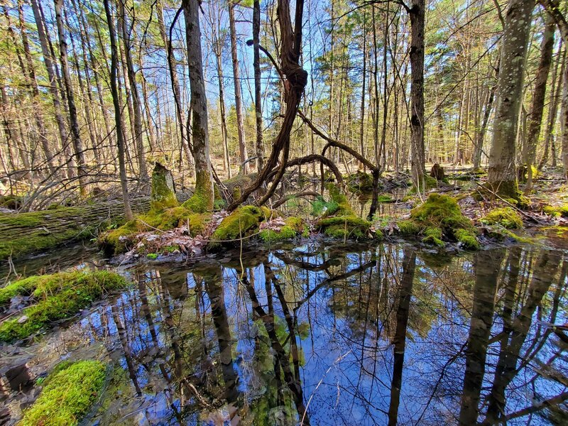 Swampy area at Foley Mountain