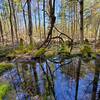 Swampy area at Foley Mountain