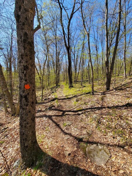 Orange Maple Trail
