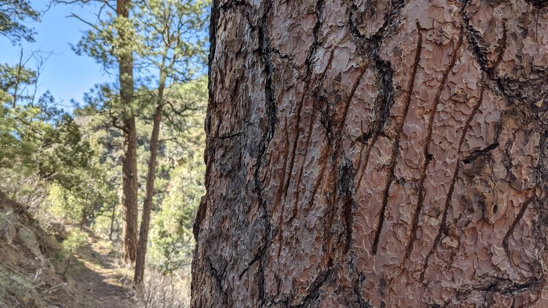 Bear sign - claw marks