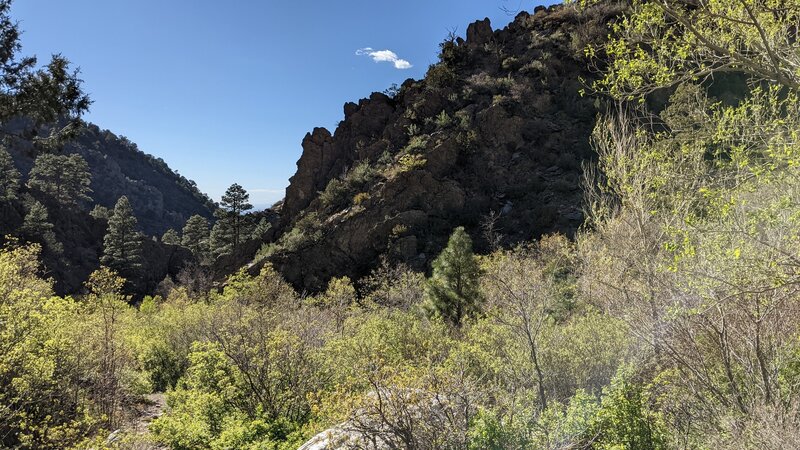 Small aspens and other plants.