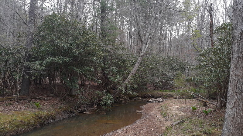 A magnolia grove by the creek. April 25th, 2021