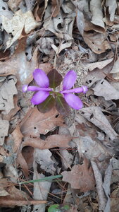 An interesting flower. April 25th, 2021