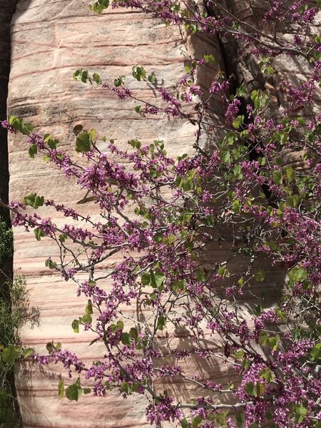 California Redbud - spring blooms