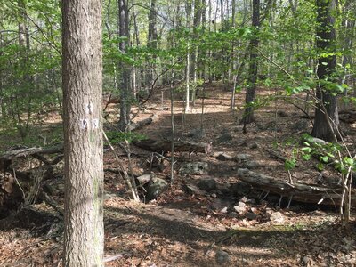 Long Path/white trail